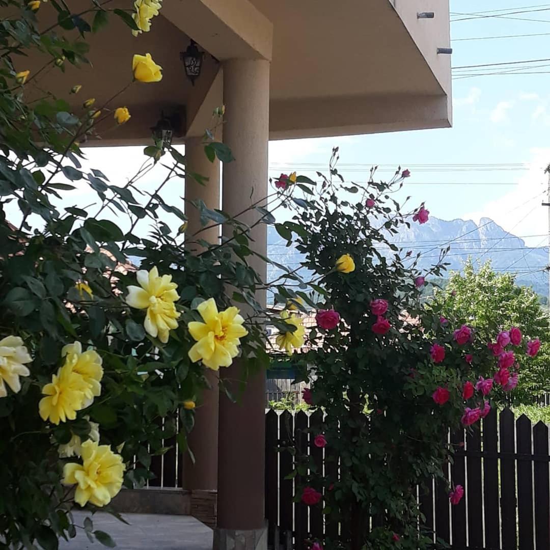 Casa Delia Hotel Călimăneşti Exterior foto